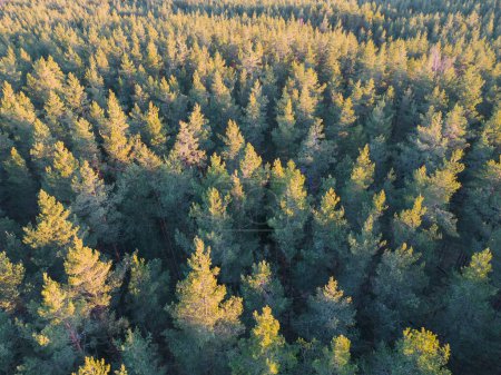 Photo background texture, pine forest, air photo from a drone. 