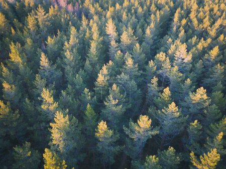 Photo background texture, pine forest, photo from a drone. 