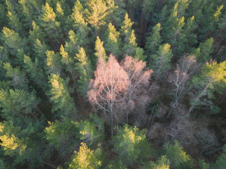 Foto-Hintergrund-Textur, Kiefernwald Mit einer Birke in der Mitte, Foto von einer Drohne. 