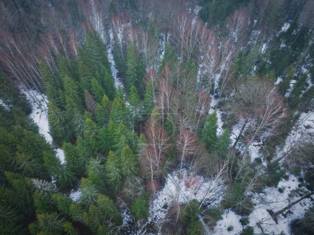 Trees in the forest in early spring, photo from above from a drone. 