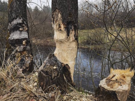 Wildtiere in Estland, Bäume, die an einem Frühlingstag von Bibern in der Nähe des Flusses genagt wurden. 