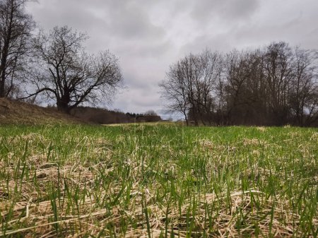 Paysage printanier en Estonie, jeune herbe verte se brise à travers l'herbe sèche dans la nature. Le ciel est couvert. Photo de haute qualité