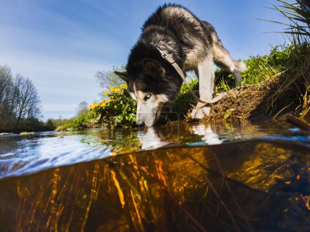 A husky dog ??with blue eyes drinks water from a river in spring. 