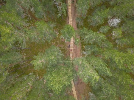 A man with a husky dog ??walks along a wooden road in a pine forest, photo from a drone on a summer day. 