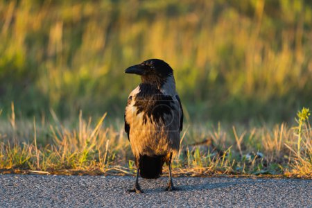 A funny gray crow stands on an asphalt road on a summer evening. High quality photo