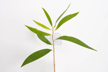 Téléchargez les photos : Eucalyptus Kayu putih Melaleuca leucadendra sur fond blanc - en image libre de droit
