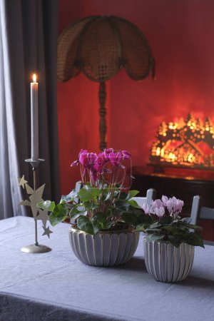 Two cyclamen flowers in ribbed flower pots in the interior against the background of a Christmas nativity scene and a wicker floor lamp - Christmas decor in the interior