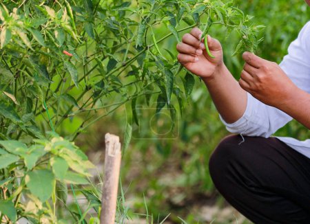 Téléchargez les photos : Inde Exploitation agricole heureuse plante de piment vert, agriculture de piment vert, jeune agriculteur - en image libre de droit