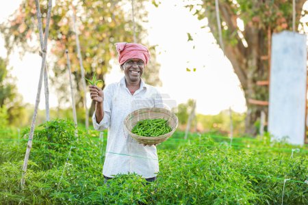 Foto de Campesino sosteniendo chile verde Cesta en las manos, cosechando chile - Imagen libre de derechos