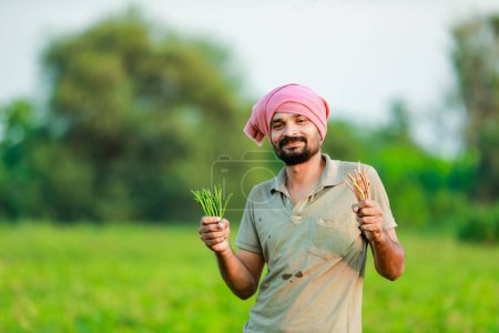 Foto de Cultivo indio de garbanzos. agricultor sosteniendo Cwopea en las manos, agricultor feliz - Imagen libre de derechos