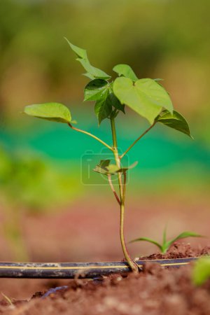 Téléchargez les photos : Agriculture indienne coton arbre bébé, petite plante poussent dans la ferme - en image libre de droit