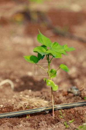 Téléchargez les photos : Agriculture indienne coton arbre bébé, petite plante poussent dans la ferme - en image libre de droit
