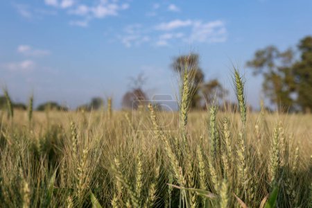 Indian wheat Farming , green and fresh wheat