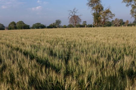 Indischer Weizenanbau, grüner und frischer Weizen