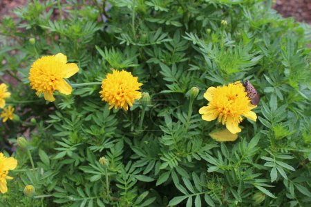Foto de Hermosas flores de crisantemo de color amarillo con hojas verdes - Imagen libre de derechos