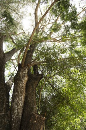 Téléchargez les photos : Vue sur les grands arbres ramifiés. - en image libre de droit