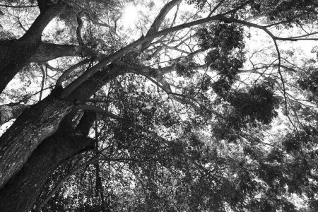 Téléchargez les photos : Une image en noir et blanc d'un arbre noir. - en image libre de droit