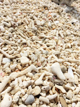 Photo for Close up of beach sand with lots of sea shells. - Royalty Free Image