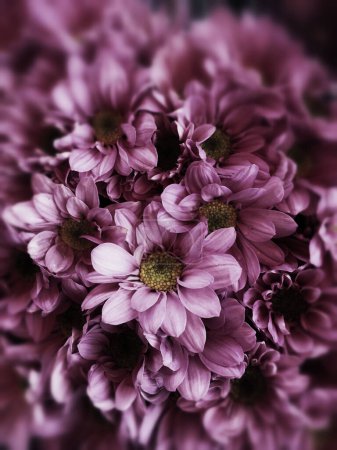Photo for Beautiful flowers in blur blackground at flower dome. - Royalty Free Image