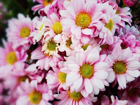 Photo for Beautiful flowers in blur blackground at flower dome. - Royalty Free Image