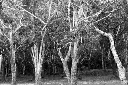 Téléchargez les photos : Pins dans la forêt, image en noir et blanc. - en image libre de droit