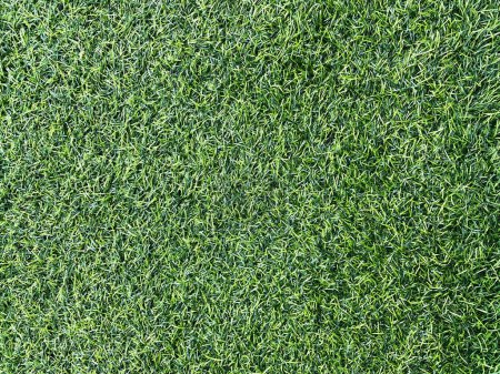 Green lawn for background. Green grass background texture. top view.