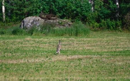 Photo for Rabbit standing on the field with ears upraised - Royalty Free Image