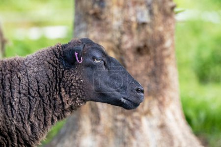Téléchargez les photos : La tête d'un agneau brun foncé - en image libre de droit