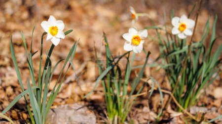 Foto de Narcisos a principios de primavera contra el marrón Hojas de otoño en el fondo - Imagen libre de derechos