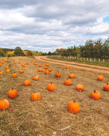 Téléchargez les photos : Choisissez votre propre Patch de citrouille pour Halloween à la ferme classique de la Nouvelle-Angleterre avec foin de feuillage et nuages en Octobre - en image libre de droit