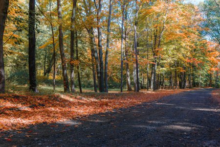 Foto de Camino vacío bordeado de hojas coloridas y árboles en otoño - Imagen libre de derechos