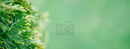 Téléchargez les photos : Feuilles de buisson vert arborvitae au printemps, fond de bannière - en image libre de droit