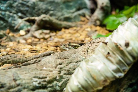 Foto de Víbora venenosa serpiente de cascabel de primer plano oculta en el suelo con piel de serpiente en primer plano - Imagen libre de derechos