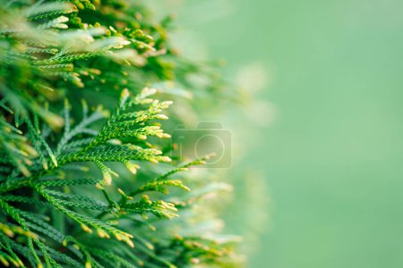 Téléchargez les photos : Fermer vert arborvitae plante buisson feuilles - en image libre de droit