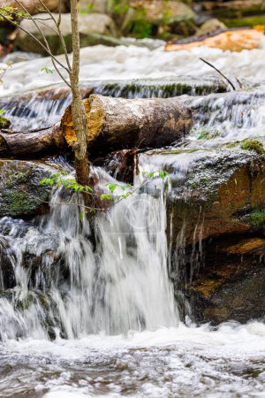 Photo for Water Cascading Over Rock with Young Green Sapling - Royalty Free Image