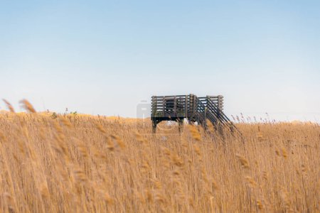 Téléchargez les photos : Coastal Marshland Watch : avant-poste d'observation en bois dans l'herbe sauvage haute - en image libre de droit