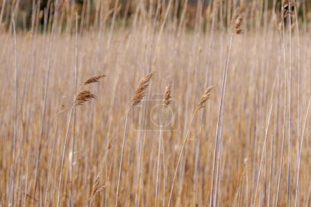 Foto de Hierbas de pantanos salvajes altos con grandes cabezas de semillas - Imagen libre de derechos