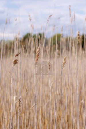 Téléchargez les photos : Graminées de marais sauvages hautes avec de grandes têtes de semence - en image libre de droit