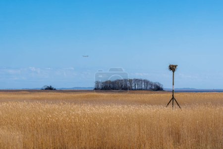 Téléchargez les photos : Nid au-dessus du marais : habitat aviaire au milieu d'herbes hautes et d'un ciel bleu clair - en image libre de droit