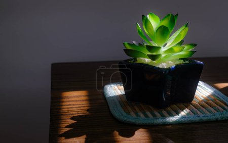 Photo for Natural Illumination: Green Succulent Plant on Table - Royalty Free Image