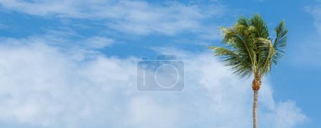 Téléchargez les photos : Palmier soufflant dans le vent avec fond bleu ciel clair - en image libre de droit