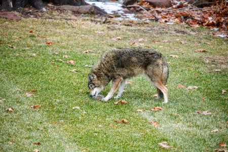 Foto de Coyote comiendo ardilla en suburbio patio trasero - Imagen libre de derechos