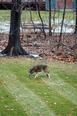 Téléchargez les photos : Coyote Eating Squirrel dans la cour de banlieue - en image libre de droit