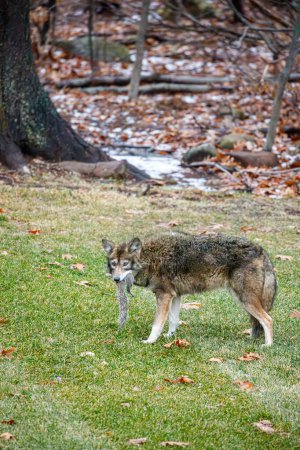 Kojote frisst Eichhörnchen im Hinterhof der Vorstadt