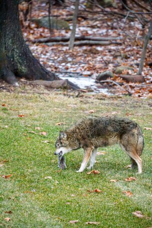 Coyote comiendo ardilla en suburbio patio trasero
