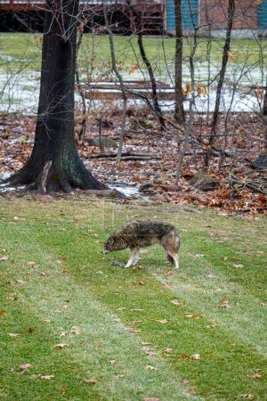 Coyote comiendo ardilla en suburbio patio trasero