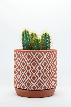 Cactus en terre cuite décorative Pot sur fond blanc