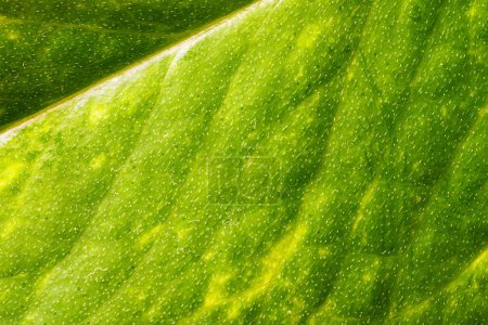 Nahaufnahme Makrobild der Oberfläche des Grünen Blattes, das eine natürliche Textur für den Hintergrund zeigt