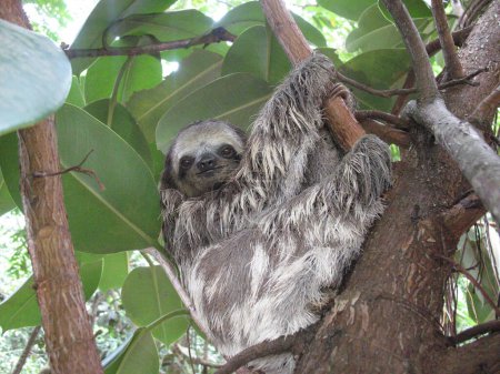 Photo for Brown-throated sloth (Bradypus variegatus) Bradypodidae family. Amazon rainforest, Brazil - Royalty Free Image