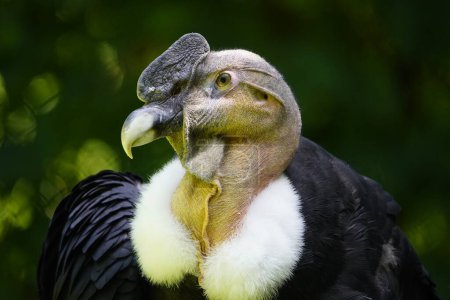 Photo for Andean condor (Vultur gryphus) is a South American bird in the New World vulture family Cathartidae. - Royalty Free Image
